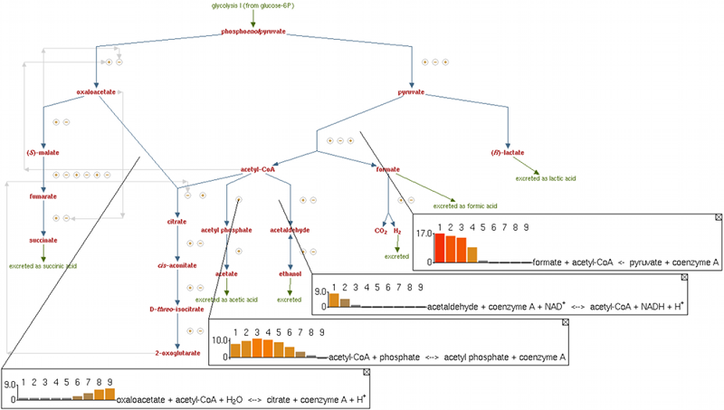 EcoCyc pathway display with popup bar charts
			showing changing metabolic flux over time for different reactions.